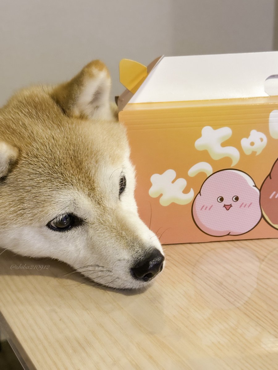 しば犬です。私の汗と涙が染み付いています。 柴犬もも (@shiba210912) / Posts / X