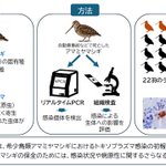 Photo by 野生動物病理学 Wildlife Pathology (@WildlifePathol)