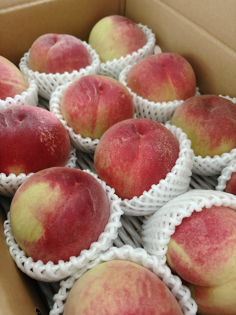 maritototo's tweet photo. 桃🍑
はつひめです https://t.co/x1Yzms1dLA