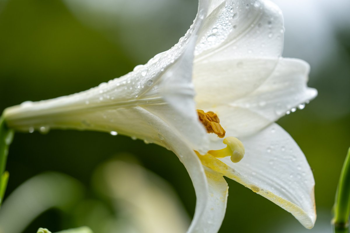imokenpiyaro's tweet photo. 雨上がり
#a7V
#SEL70200G2
ILCE-7M5
70-200mm F4 G2
#TLを花でいっぱいにしよう https://t.co/8QC2yooWte