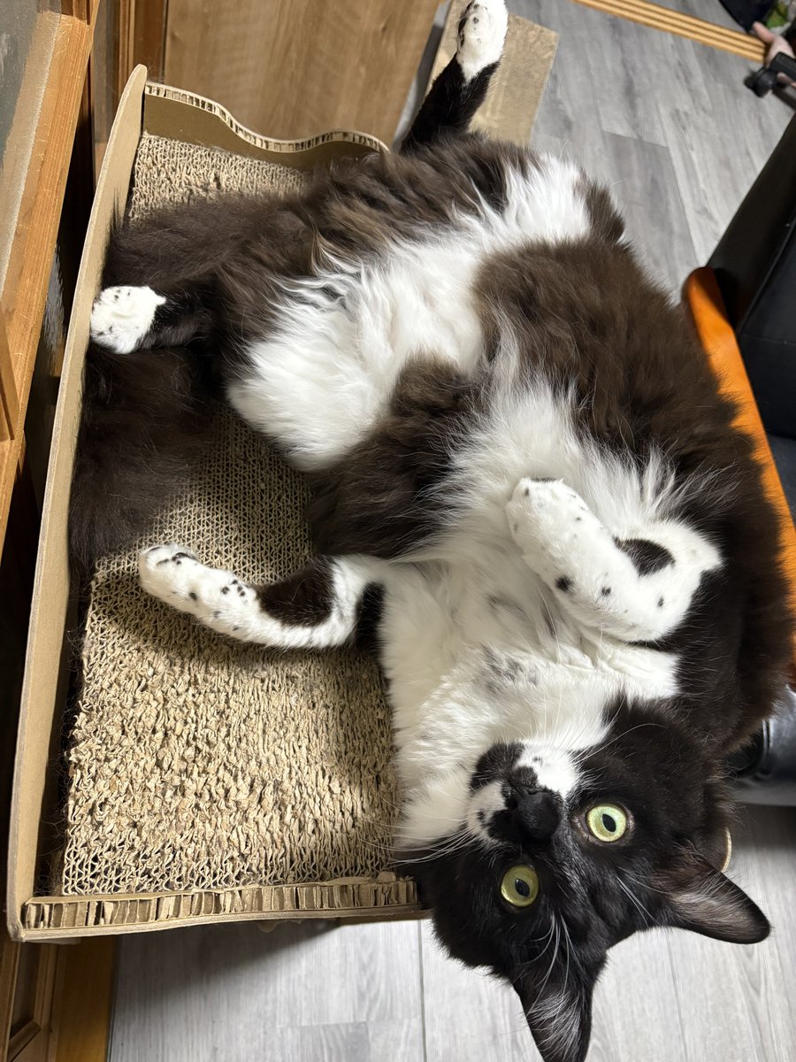 catbokuboku's tweet photo. https://t.co/e4AcKXBOtX