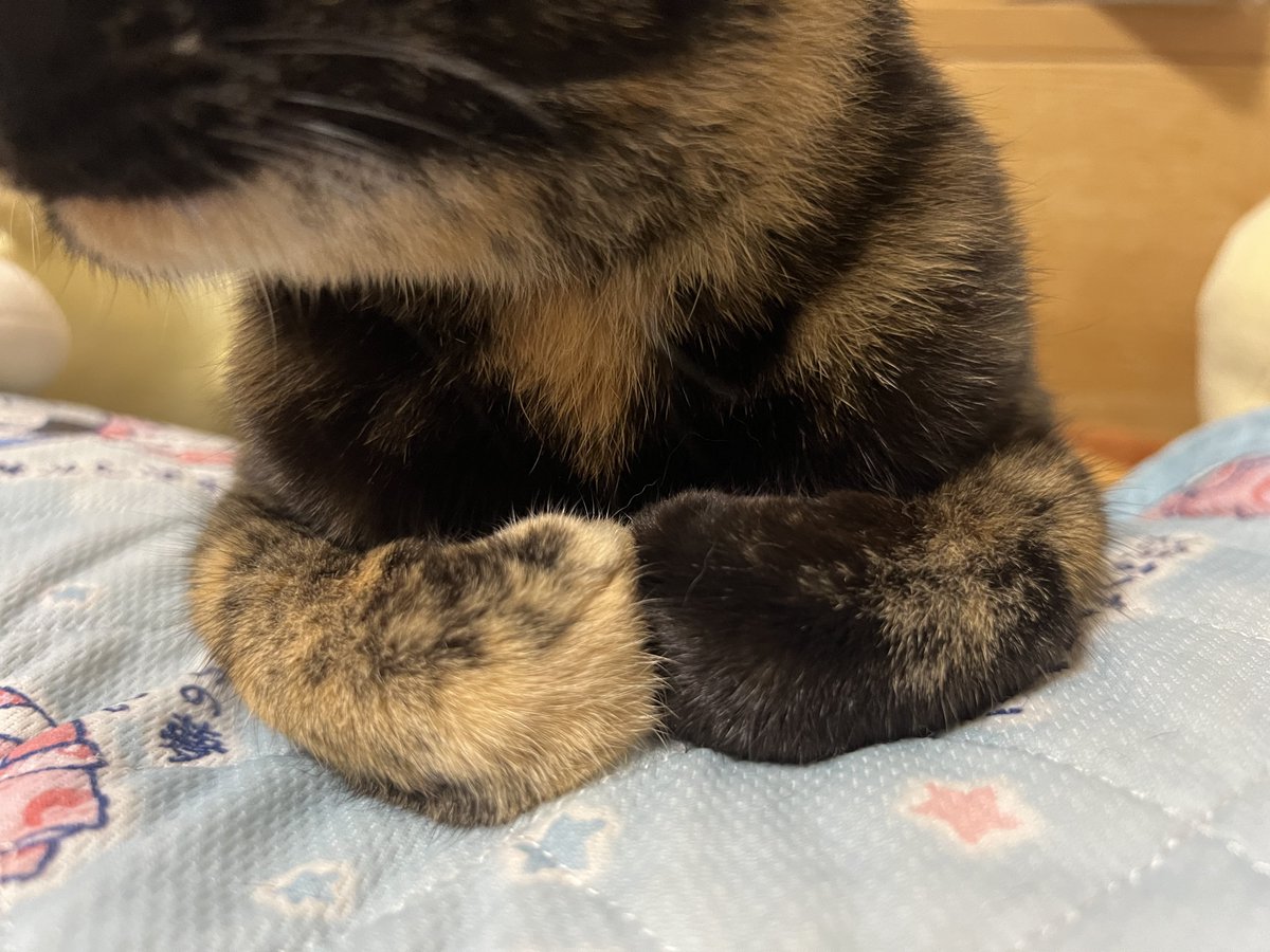 サビ猫くるみ (@kurumi_sabi) / Posts / X
