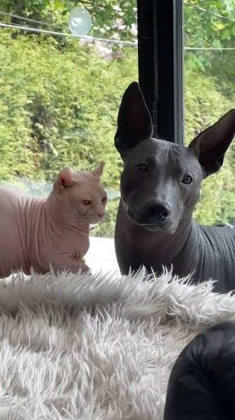 Dogundos's tweet photo. @WadeBox and @Legundo as a Sphynx and a Xoloitzcuintli ! https://t.co/RcX3bfZTWE