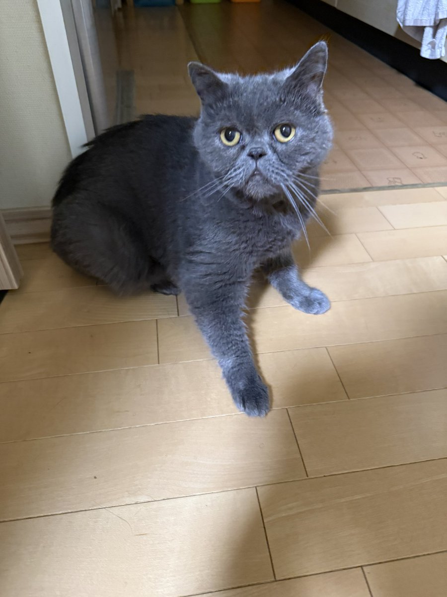 hisapyon2525's tweet photo. １枚目…電池切れでキッチン前で寝んねこ状態のうめくん🙀
２枚目…電池交換完了して、再起動後のうめくん😻

うーちゃん‼️
電池交換終わったからパパは寝ます😹
おやちゅみ😽

#エキゾチックショートヘア #ねこかわいいね #ねこ https://t.co/kXxpNZnnMq
