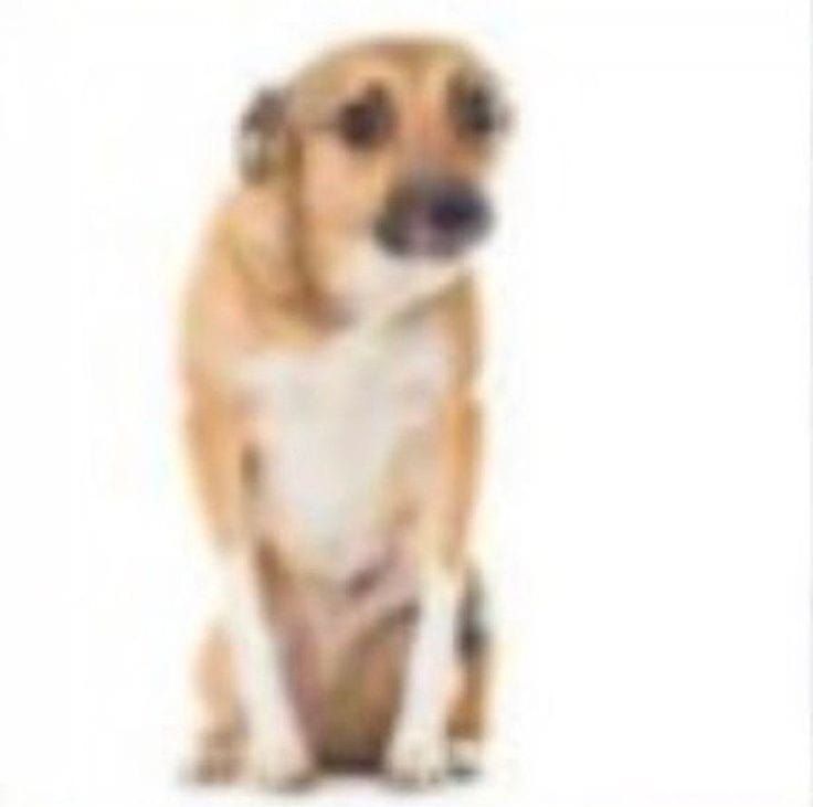 vrezz_jpeg's tweet photo. Is being banned from temporarily banned subreddit for using pic of the dog as a meme can be considered as niche? Asking for a friend. https://t.co/nR5csIH7Y2