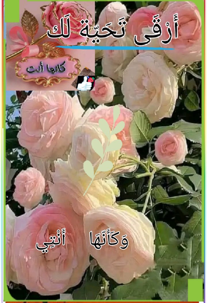 KmalHwam's tweet photo. @Habibaa51611 تحية لمتابعيني https://t.co/shuoZKKWAY