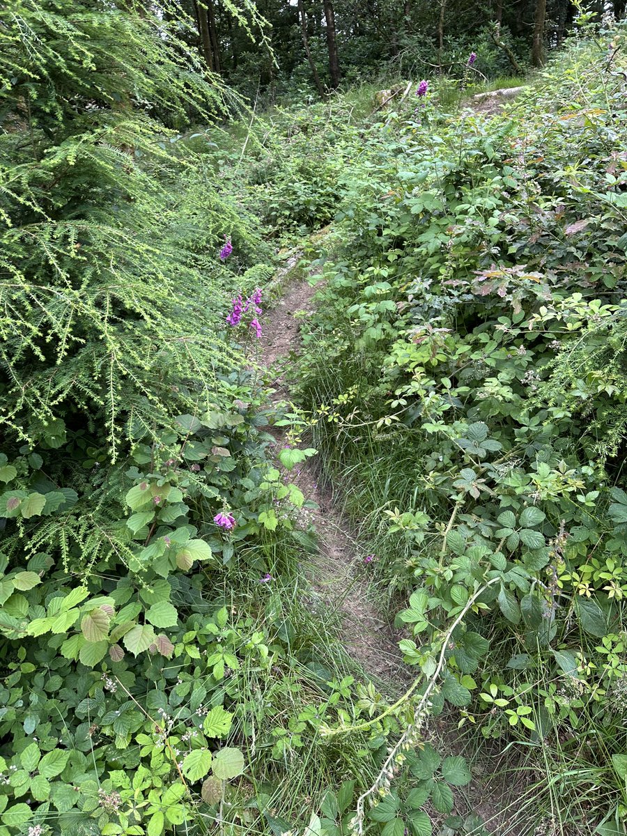 grayomtb's tweet photo. Thread 1/2. Deer run 🦌🏃is open for business after a significant short back and sides. Also drainage opened up, burm and backfill inspections done, and the full trail raked top to bottom. Here’s the entry section BEFORE #trailfairies https://t.co/p24dkka6uO