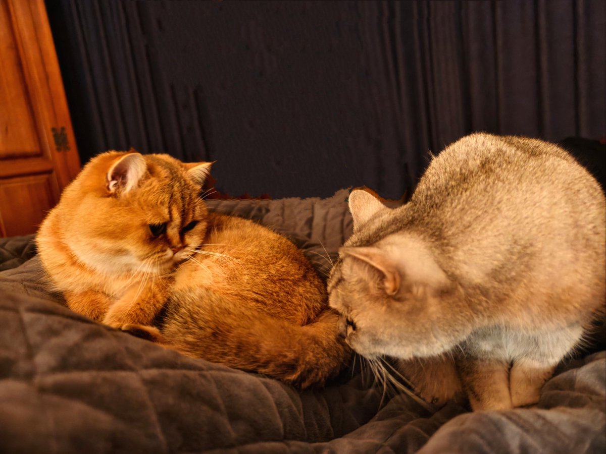 martinet_damien's tweet photo. There’s no bad day a cozy cuddle with my fur baby can’t fix.  #PetLove #CompanionPaw https://t.co/jHjZ2ZVUs6