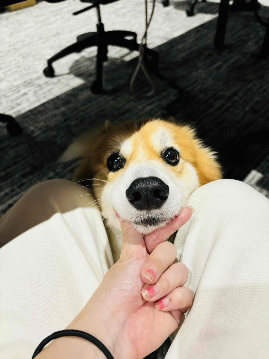 CoCoGourmet_dog's tweet photo. 業務終了のお知らせ https://t.co/Ltz6DZO7dj