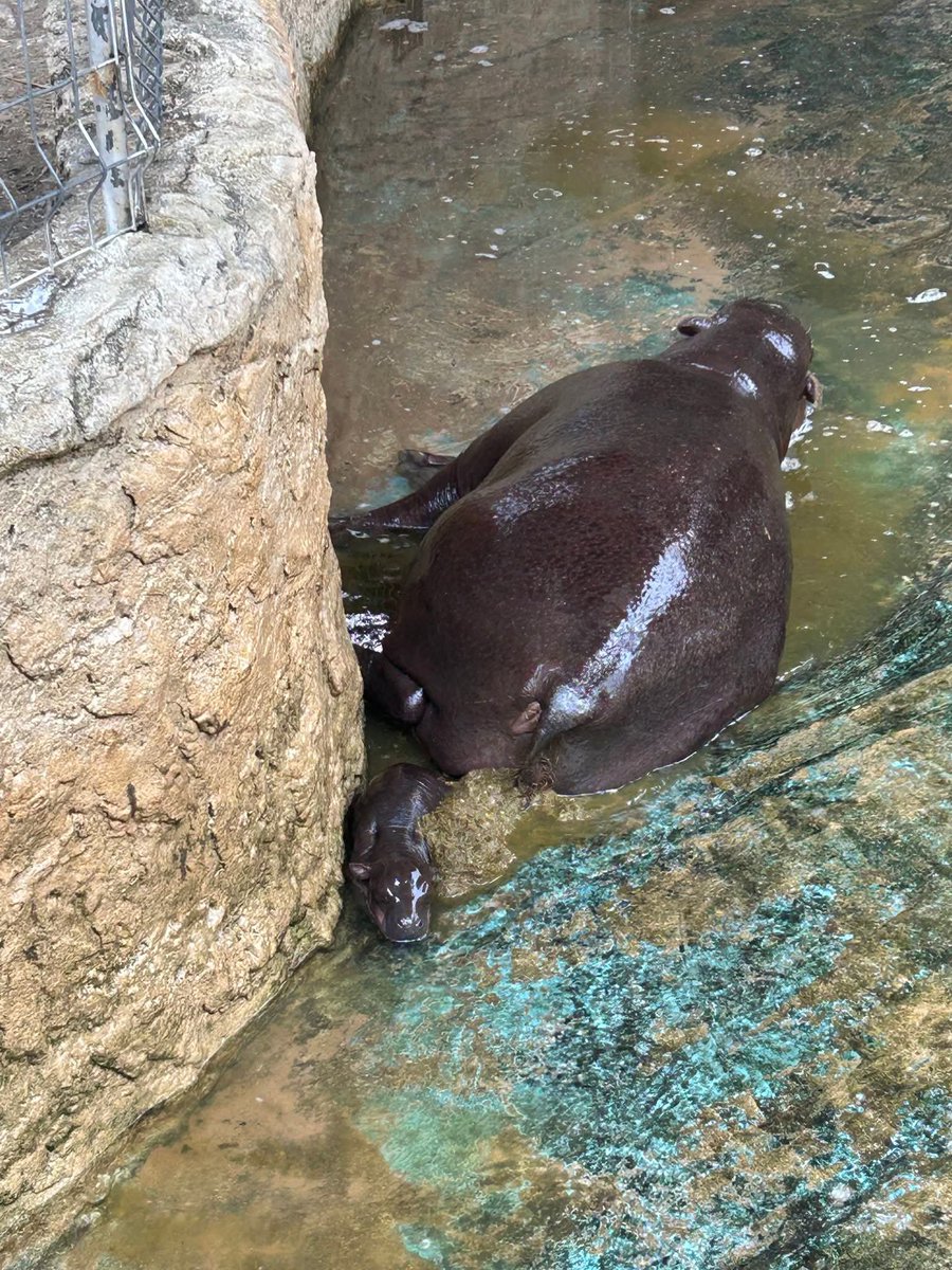 MooDangLover's tweet photo. Born with a pile of gold from mom… and now that I’ve grown up, she’s basically wrapped me in gold from head to toe. 😅✨

#MooDang #ムーデーン #หมูแดง #KoratZoo https://t.co/jb8vOD971W