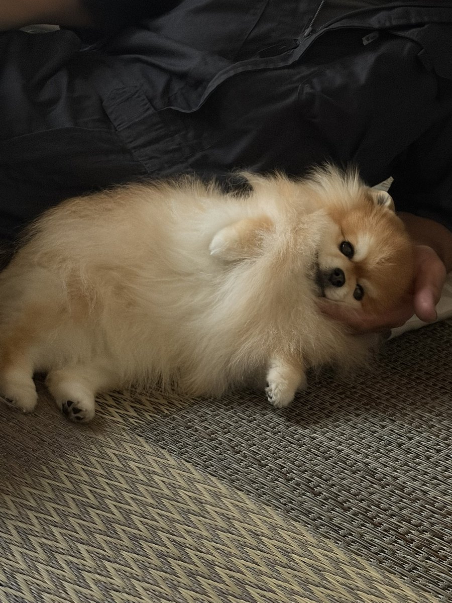 ibumelon's tweet photo. パパの手の平をさりげなく枕にするイッヌ😵
天才か(๑⊙_⊙๑) https://t.co/9mMTmbYG0R