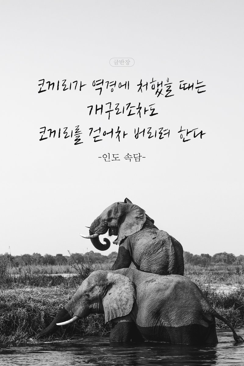 9banjang's tweet photo. 코끼리가 역경에 처했을 때는
개구리조차도 코끼리를 걷어차 버리려 한다.
-인도 속담- https://t.co/fseYAIPNgX