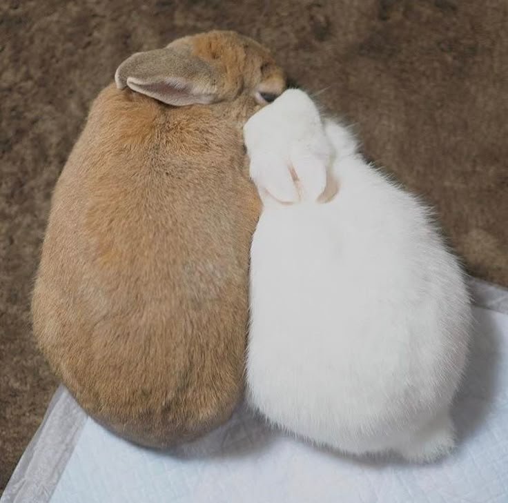 animalpopular9's tweet photo. Always together..... https://t.co/jhjh8FlxXD