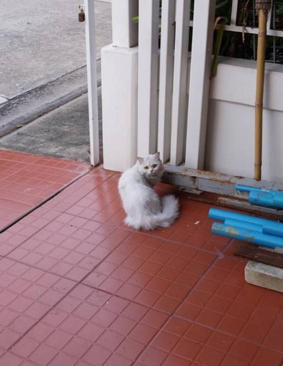 Ouj1Mm1's tweet photo. Pls RT
ตามหาเจ้าของน้องค่า หลงมาข้างบ้าน 😭  ไม่มีปลอกคอค่ะ
น้องดูกลัวคน ไม่เข้าหา แอบอยู่ตามมุม (วางเม้ด ๆ แล้วเดินออกมาถึงจะเข้ามากิน)
พิกัด ซ.พุทธบูชา 36 กทม. ค่ะ อยากให้น้องได้กลับบ้านแล้ว ;__;
#ตามหาเจ้าของแมว #แมวหาย https://t.co/S19YpSBmQh