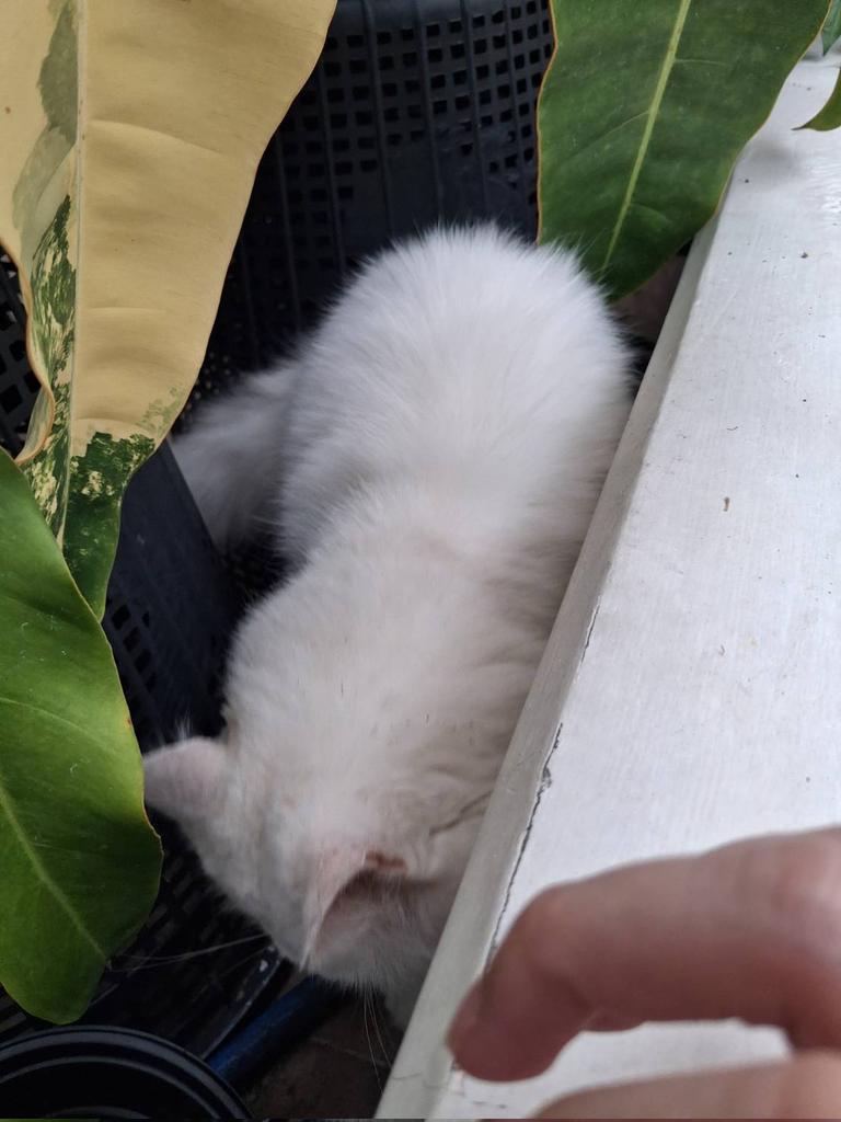 Ouj1Mm1's tweet photo. Pls RT
ตามหาเจ้าของน้องค่า หลงมาข้างบ้าน 😭  ไม่มีปลอกคอค่ะ
น้องดูกลัวคน ไม่เข้าหา แอบอยู่ตามมุม (วางเม้ด ๆ แล้วเดินออกมาถึงจะเข้ามากิน)
พิกัด ซ.พุทธบูชา 36 กทม. ค่ะ อยากให้น้องได้กลับบ้านแล้ว ;__;
#ตามหาเจ้าของแมว #แมวหาย https://t.co/S19YpSBmQh
