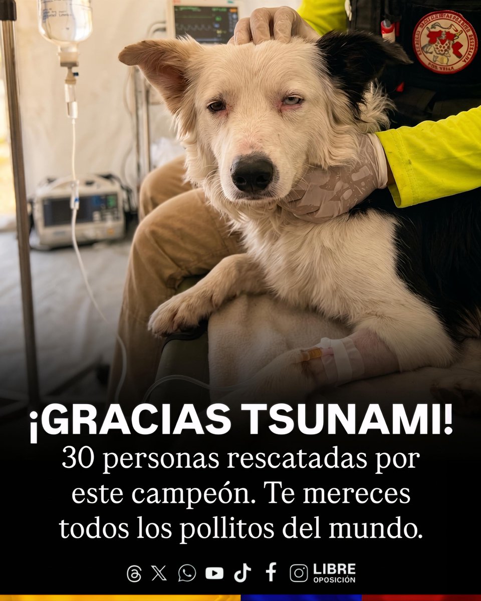 Libre_Oposicion's tweet photo. 🇻🇪❤️‍🩹| ¡TSUNAMI ESTÁ SANO! Pudimos conocer que Tsunami se encuentra perfecto estado salud y ha rescatado a más de 25 personas. El tiempo de trabajo y descanso de nuestro héroe de 4 patas está cuidadosamente planificado. 

Por favor, pedimos no hacer eco a noticias que no están verificadas. 

También hay buenas noticias de la labor bonita que está realizando Jorge Beens y Tsunami, hemos sabido que muchas personas han empezado a sumar ayuda para el cuidado de Tsunami y el entrenamiento de futuros perros rescatistas, si desean hacer alguna donación estos son los números oficiales:

WhatsApp: 
04243065110
04241411075
