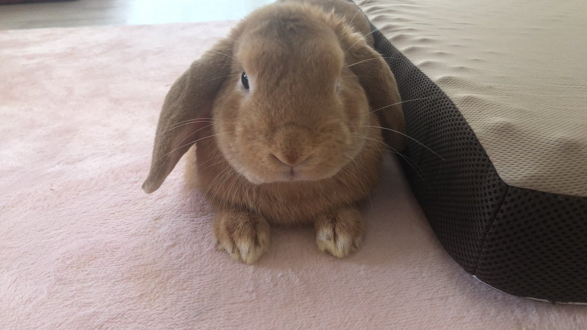 usagidayo_3's tweet photo. 一緒に寝たいとウサギが見つめてます🐰 https://t.co/i0Nbw97NHP
