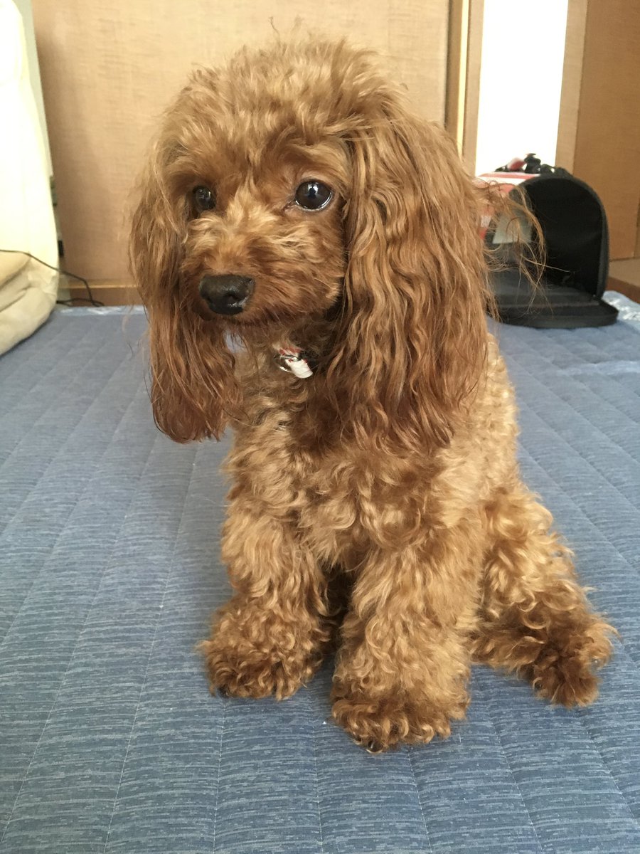 melicojp's tweet photo. 2019年7月2日
不破は我が家にやってきた

自分を置いていった元飼い主(ブリーダー)が出て行った玄関ドアを
じっと見つめていた
何を思っていたんだろう…
表情のないコだったなぁ https://t.co/XqinaFrGGY