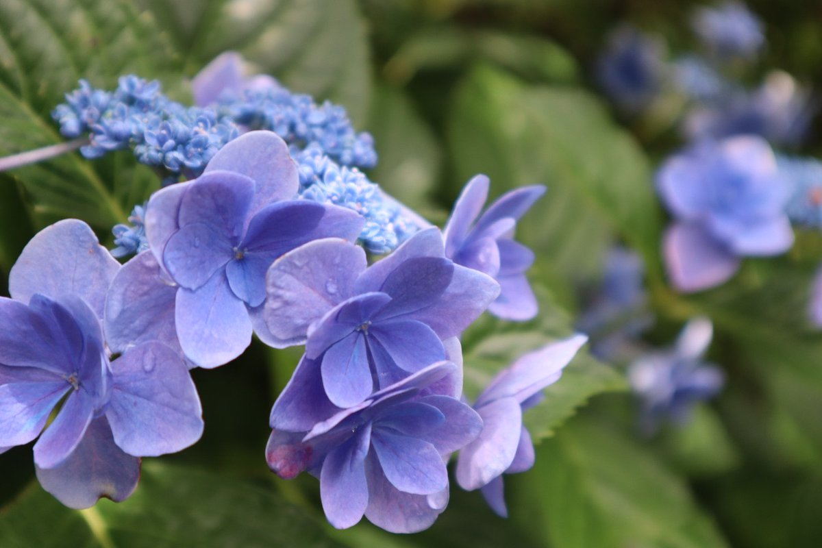 akumarina0211's tweet photo. 雨に濡れた後の紫陽花も素敵
#紫陽花 https://t.co/pKpMveOODb