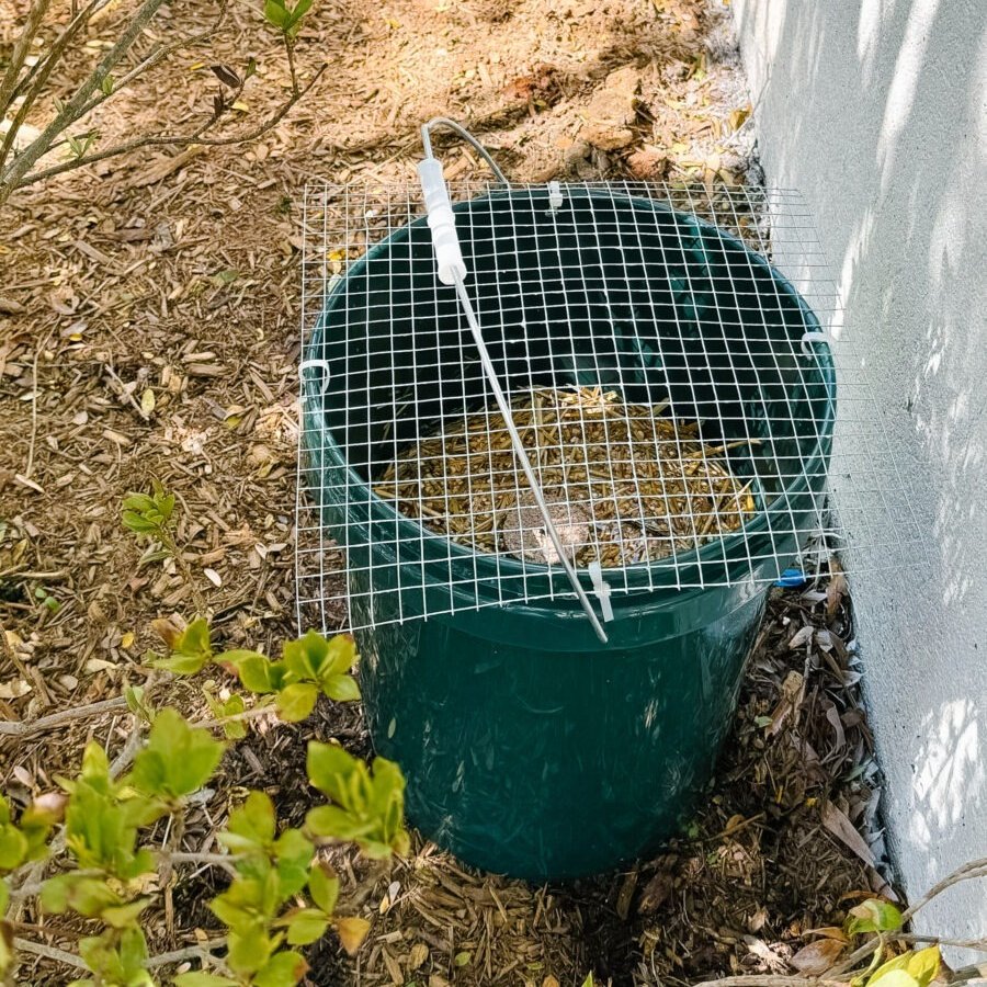 giveashitnature's tweet photo. The mosquitoes chewing you up in your yard this summer are looking for a place to lay their eggs. You should give them one. And make it lethal.

Female mosquitoes hunt for dark, stagnant water with a little organic matter in it to lay their eggs. A dark bucket half-filled with water and a handful of grass clippings is exactly what they're looking for. 

The trick is what you add next: a Bti dunk, a donut-shaped tablet of Bacillus thuringiensis israelensis, which is a naturally occurring bacteria that kills mosquito larvae.

Here's how it works. When larvae hatch and start feeding, they ingest the proteins the Bti produces along with the organic matter. Those proteins activate in the larval gut, rupture it, and the larva dies before it can develop into an adult. 

No fish, birds, dragonflies, or beneficial insects are impacted. The dunk keeps producing those proteins for about 30 days before it needs replacing. Just top off the water as needed.

One study in Puerto Rico found that homes deploying two to three or more traps saw the strongest reduction in mosquito populations, enough that researchers recommended sharing the approach with neighbors, since a single treated yard surrounded by untreated ones limits how much the trap can accomplish.

The setup: dark bucket, half full of water, handful of grass clippings or dried leaves, one Bti dunk. Shaded corner near shrubs or a fence. Refresh the dunk monthly. Cover with hardware cloth to prevent animals from falling in and drowning.

Set up two or three if you can, and talk your neighbors into doing the same. Total cost: around $5 per bucket. Total chemicals released into your yard: zero.

Puerto Rico study: doi 10.4269/ajtmh.14-0426