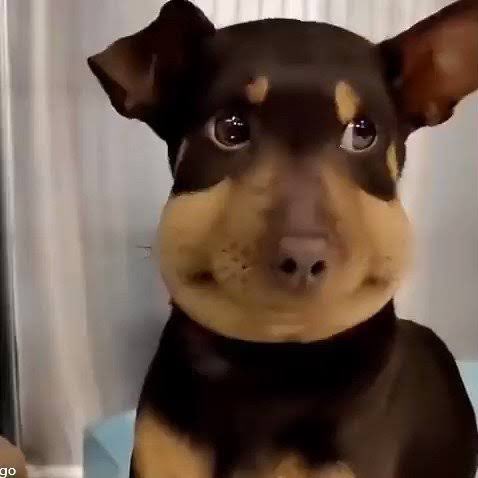 torokeru_brain's tweet photo. 今回のシオニン蜂に刺された犬すぎでかわいい https://t.co/gKL0OJMZIM