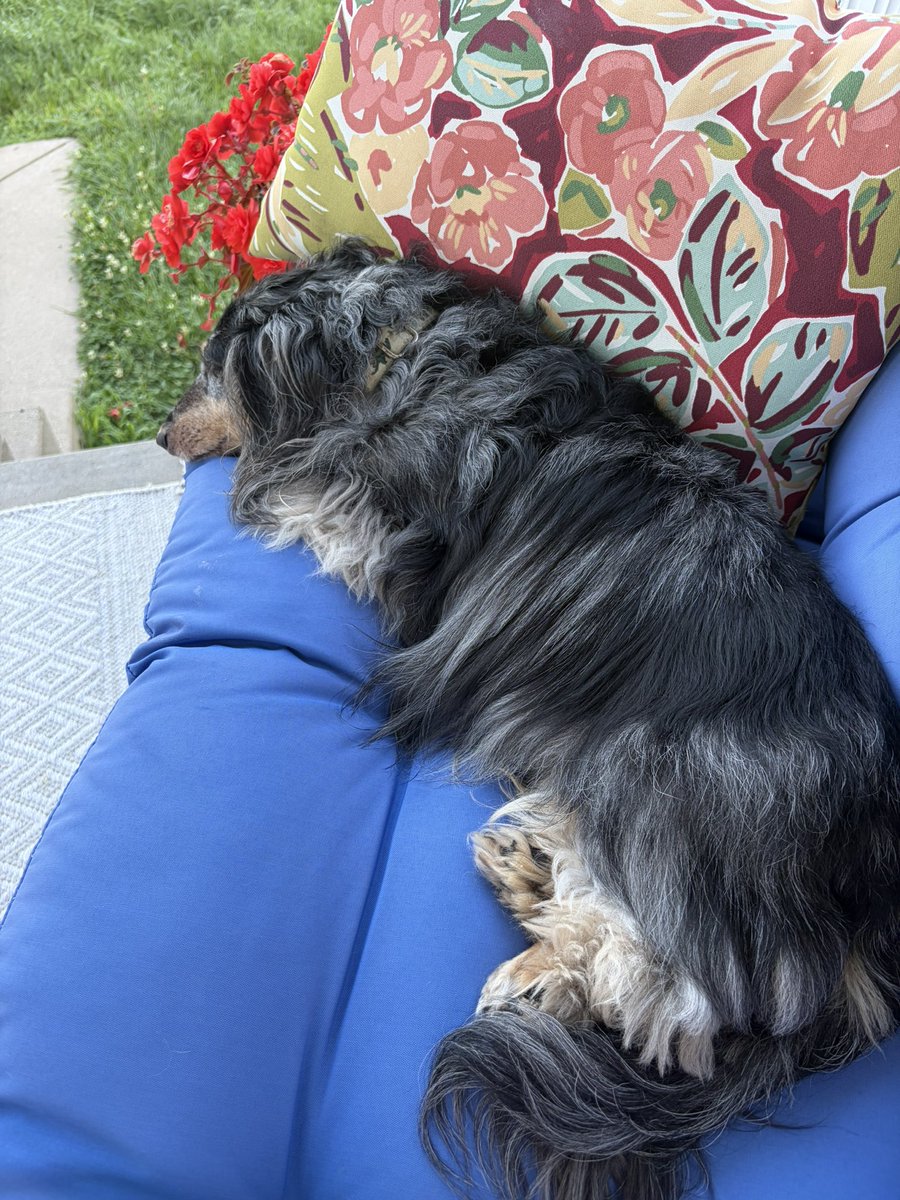 davlina's tweet photo. My security weenie is napping on the job! https://t.co/bst3EJ142L