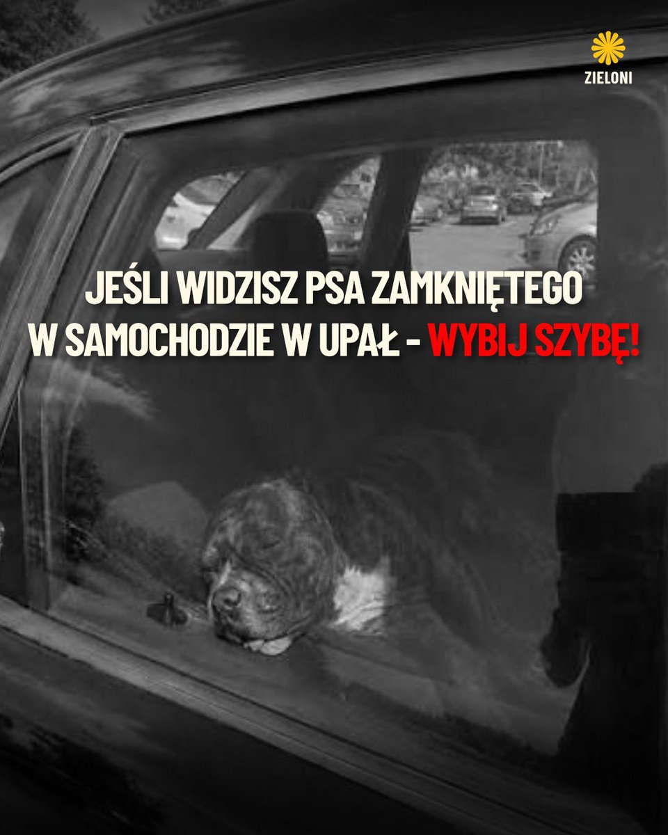 Zieloni's tweet photo. Piesek, którego widzicie na zdjęciu, zmarł kilka dni temu, bo jego właściciel zostawił go w zamkniętym samochodzie na słońcu przy temperaturze zewnętrznej 30-kilku stopni. Nie zrobił tego celowo, po prostu się zapomniał, a czas mijał. Dla jego psa minął bezpowrotnie. 

Jeśli widzisz psa zamkniętego w samochodzie przy wysokich temperaturach, nie bój się wybić szyby. Uratujesz zwierzę i realnie nie grozi Ci za to żadna kara.

Jak najlepiej postępować w takiej sytuacji?

1. Szybko zrób zdjęcie lub nagraj filmik, że pies jest zamknięty w samochodzie (dowód dla policji).
2. Wybij szybę (tak żeby nie skaleczyć siebie ani zwierzęcia, najlepiej tę po drugiej stronie samochodu, wybij ją jakimś ciężkim przedmiotem - nie ręką). 
3. Zabierz psa do cienia i daj mu wodę.
4. Zadzwoń na policję i poczekaj do ich przyjazdu.

Policja standardowo założy sprawę TOBIE o zniszczenie mienia. Jednak takie sprawy zostają szybko umorzone ze względu na stan wyższej konieczności. Nie masz się czego obawiać. 

Jeśli natomiast chcesz ukarania właściciela pojazdu to musisz złożyć zawiadomienie na policję o znęcanie się nad zwierzęciem. Możesz skorzystać z pomocy którejś z organizacji działającej na rzecz praw zwierząt, np. @fundacjapsakarmela ❤️

Zawsze reaguj 🙏🏻

#prawazwierząt #pies #upały #zieloni