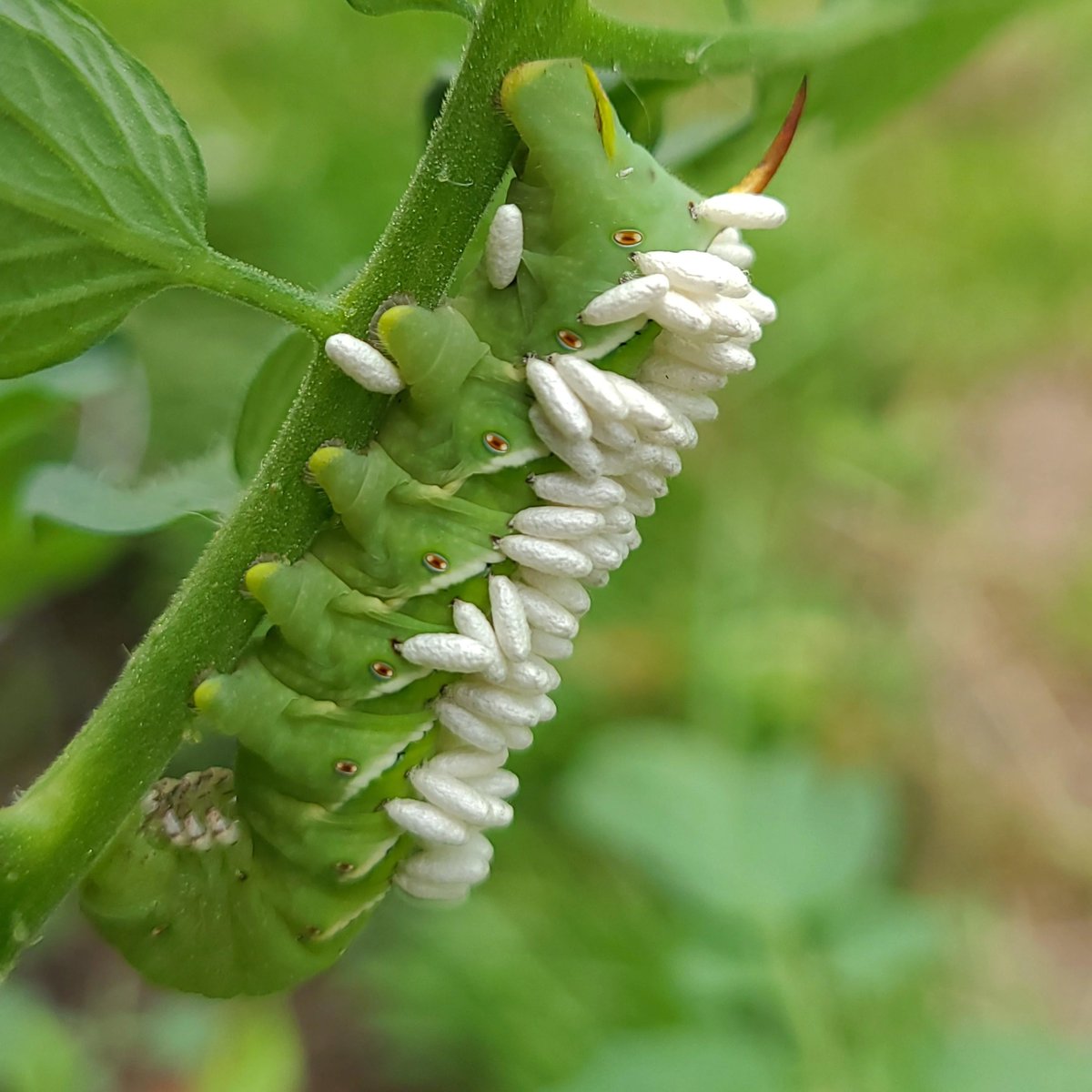 If you find a tomato hornworm covered in what looks like tiny white ...