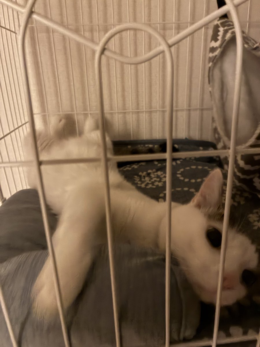 chikidayo211's tweet photo. 今日の猫🐱 https://t.co/yUTIyNuLe3