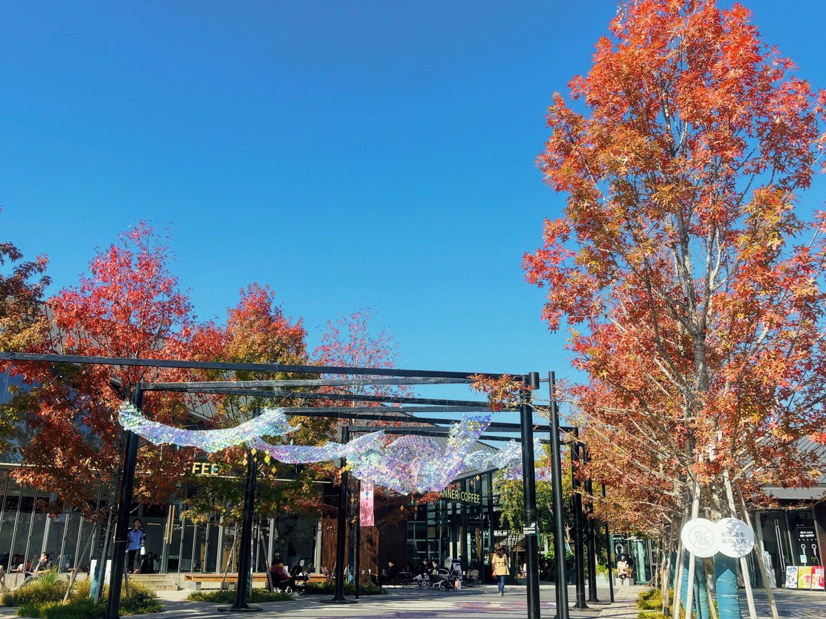 coco13077515's tweet photo. Chilly autumn breeze + first golden maple leaves = perfect walk to my favorite café! https://t.co/iuBXUB358D