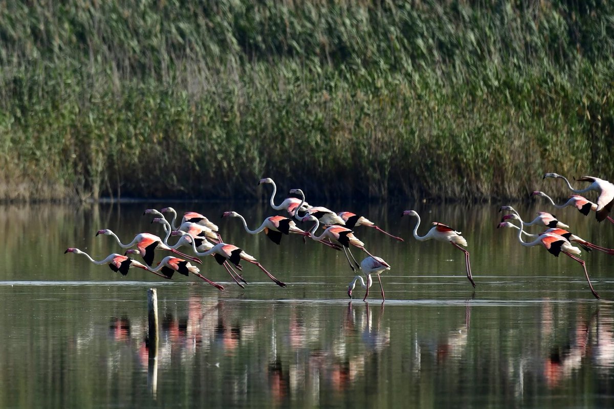MeteOrihuela's tweet photo. ¡Flamencos por allí, flamencos por allá! En #verano los vemos por muchas zonas del sur de Alicante y sureste de la Región de Murcia. El pasado viernes (26/06/2026), así estaban en el PN #ElHondo, términos municipales Elche, Crevillente, Catral y Dolores. Imágenes: Germán Morales. https://t.co/JHB9jgfNpz