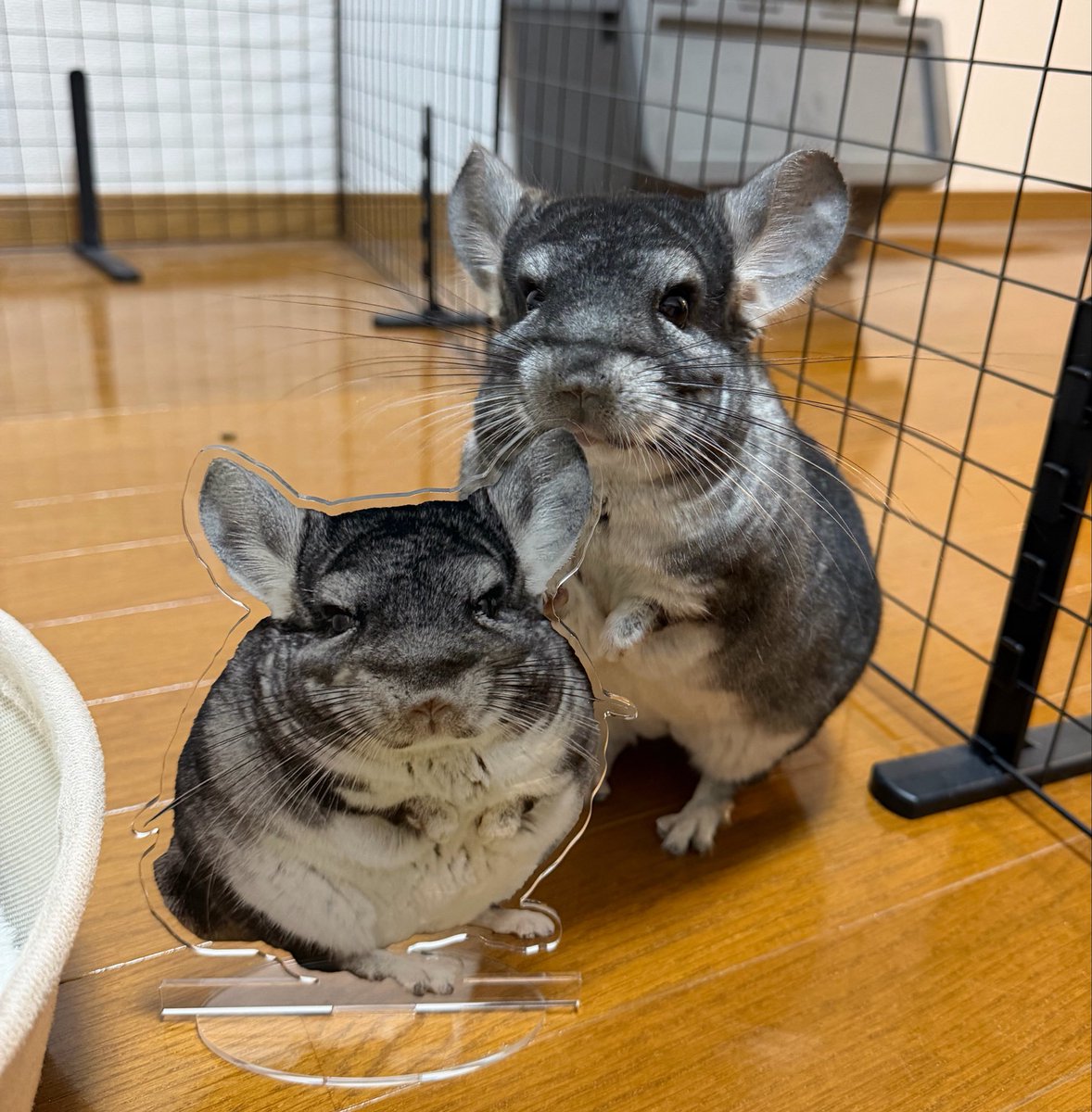gntm1010505's tweet photo. しまうまプラスさんで、我が家のチンチラをアクスタにしたんだけど、想像以上に可愛くて悶えてる。 https://t.co/lNjnkGua2m