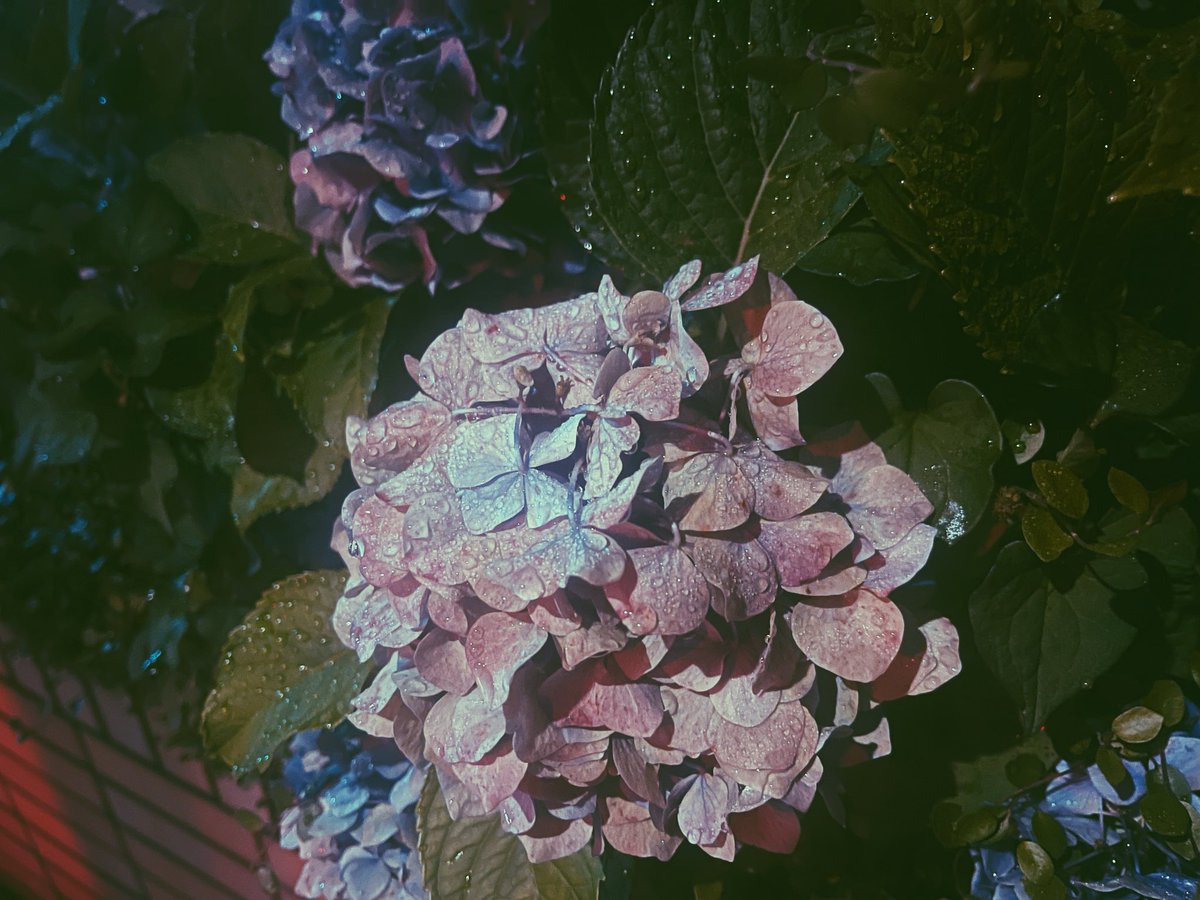 m_m8585's tweet photo. 今年は梅雨らしい梅雨でうれしい🐌 https://t.co/wJLyNCHGig