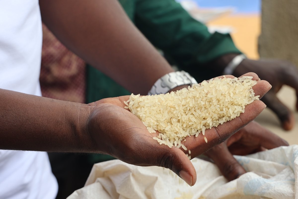CERFAM_4_Africa's tweet photo. 🌾🇨🇮 Vers un Label Riz 100% ivoirien

Le CERFAM a pris part à l’atelier sur les fondements du futur Label Riz de Côte d’Ivoire (30 juin-1er juillet 2026), en partageant son expertise sur la chaîne de valeur du riz.
Objectif : valoriser le #riz local et renforcer sa compétitivit��. https://t.co/pbjhScGhPC
