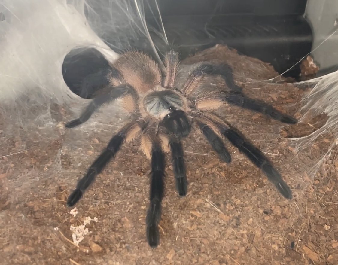 geniy_tarantula's tweet photo. 先日は顔を出していなかった1頭が出てきていた

今日は前回とは逆に他の2頭が非番らしい

兄弟（姉妹？）のうちではコイツが一番デカい

メスっぽい気もするが確かなことは不明 https://t.co/uZMtLqPo8a