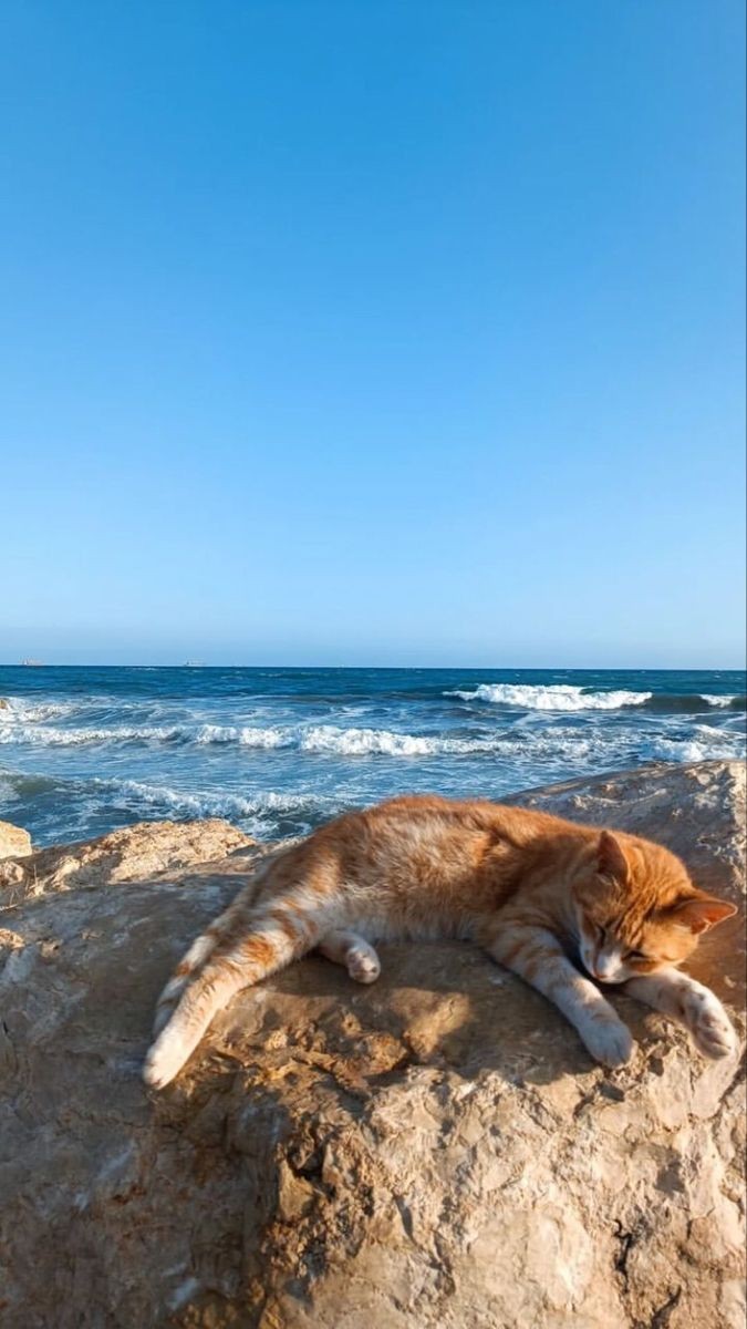 bellalilli161's tweet photo. Peaceful and relaxing afternoon to all!

📸 Pinterest https://t.co/5pAyZ5vKkG