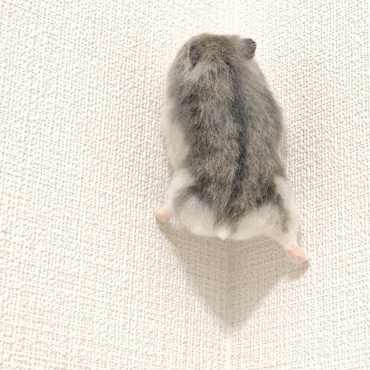 mof_fluffy's tweet photo. 壁を登るハムスターを作りました🐹

あんよが最高にかわいい https://t.co/FrrUwCy5Ec