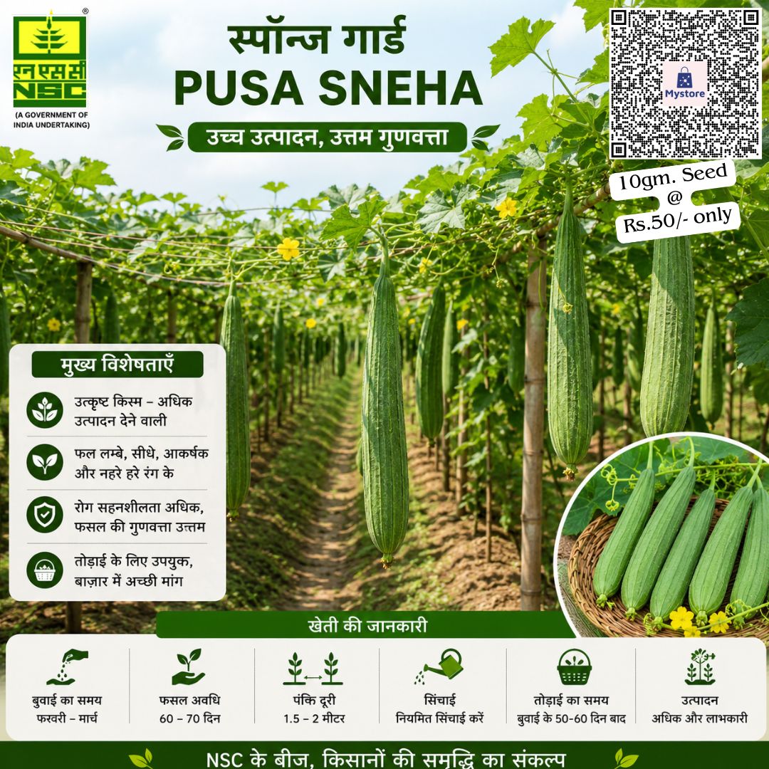 NSCLIMITED's tweet photo. 🥒गर्मी और बरसात दोनों मौसमों के लिए बेहतरीन, उन्नत किस्म की चिकनी तोरई (स्पंज गॉर्ड) 'पूसा स्नेहा' अपनाएं और कोमल व आकर्षक फलों की रिकॉर्ड तोड़ पैदावार पाएं!

NSC स्टोर से 10 ग्राम बीज ऑनलाइन ऑर्डर करें@ https://t.co/pc14mbmkhv मात्र 50/- रू. में| https://t.co/zNq6qgDTnr