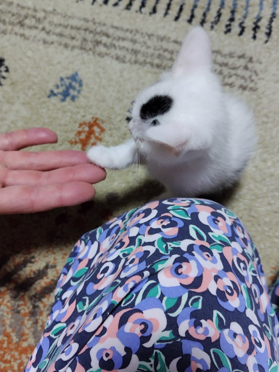 ROkUHANA00's tweet photo. まめこが『お手』を覚えました

………………………ウソです
あまりにまめこの手がカワイイので、「お手　覚えてほしいな…」と私の願望です https://t.co/liAtFDhJWS