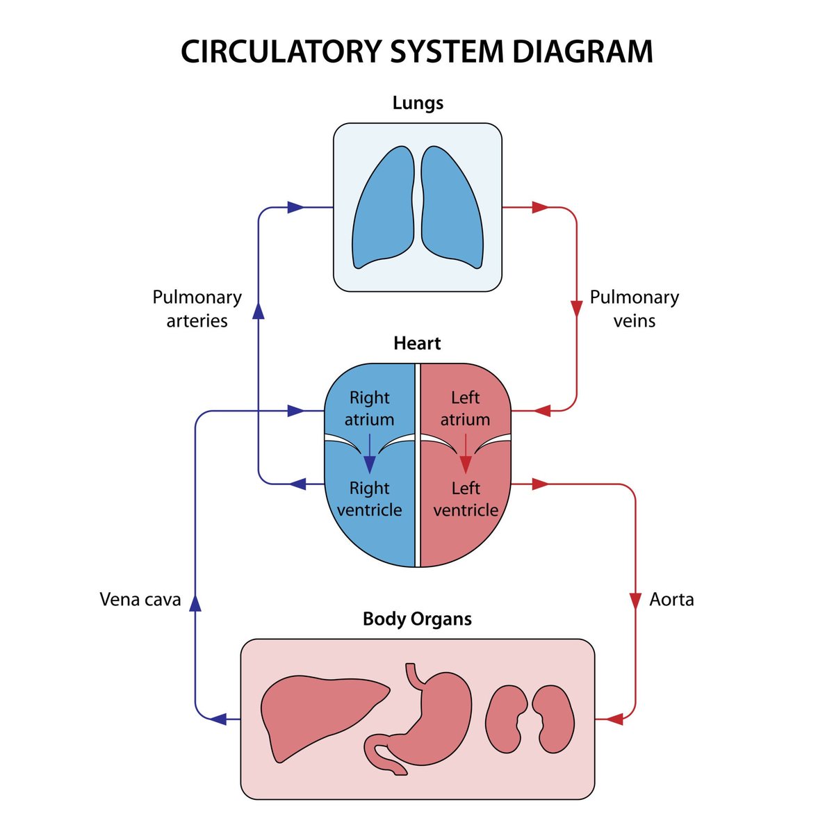 teaswithraeeter's tweet photo. Heart, arteries, veins — the TEAS 7 circulatory system simplified. 🩺🫀

If you’re studying for the TEAS, the cardiovascular system is guaranteed to show up. Let’s break down exactly what you need to know to lock in those points.👇

1/ The Heart: 4 Chambers

Think of the heart as a two-story house:

Atria (Top Floor): The receiving rooms. They receive blood returning to the heart.

Ventricles (Bottom Floor): The powerhouses. They pump blood out of the heart.

TEAS Tip: The left ventricle is the thickest because it pumps blood to the entire body!

2/ The Plumbing: Arteries, Veins, & Capillaries

Direction matters on the exam:

Arteries = Away from the heart (mostly oxygenated).

Veins = Toward the heart (mostly deoxygenated, uses valves to prevent backflow).

Capillaries: The microscopic exchange sites where O2, CO2, and nutrients actually swap places.

3/ Pulmonary vs. Systemic Circulation

The heart pumps in two separate loops:

Pulmonary Circuit: Right side of the heart ➡️ Lungs (to pick up O2) ➡️ Left side of the heart.

Systemic Circuit: Left side of the heart ➡️ Body tissues (to drop off O2) ➡️ Right side of the heart.

4/ Valves & Blood Pressure Basics

Heart Valves: Act as one-way doors to prevent backflow (AV valves between atria/ventricles; Semilunar valves at the exits).

Blood Pressure: Written as Systolic / Diastolic (e.g., 120/80 mmHg).
Systolic: Heart contracting (active squeeze).
Diastolic: Heart relaxing (filling up).

5/ ABO Blood Types

The TEAS loves compatibility questions. Remember antigens (on the cell) vs. antibodies (in the plasma):
Type O-: The Universal Donor (has no antigens).

Type AB+: The Universal Recipient (has no antibodies).

Save this for your exam 📌

Want the full, comprehensive TEAS 7 anatomy blueprint? Grab the complete study guide via the link in our bio! 📖✨