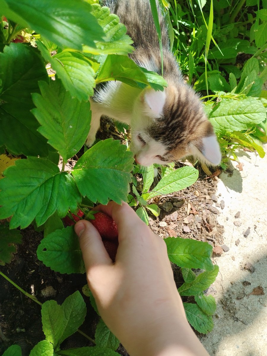acetomyhearts's tweet photo. Someone helped me pick strawberries today.... https://t.co/7LTfCmKJde