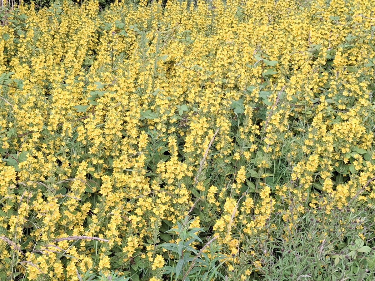 CAYMUSOCAUGHEY's tweet photo. @CAYMUSOCAUGHEY 🐦
Random Flowers
#Random #Flower #Flowers #WildFlowers #GardenFlowers #Nature #FlowersOfTwitter #LittleThingsMatter #Garden #Gardens #Gardening #GoldenRod #Plant #Plants #Bush #Bushes https://t.co/QqIlZwApP7