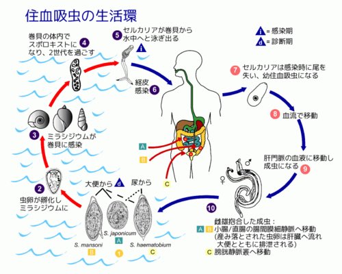 nuciearweaponbi's tweet photo. ひぐらしの鳴く頃の雛見沢症候群ですかな？アレは風土病ですね。

風土病は『その土地でしか流行らない病」
日本にも風土病はありました。水田などに生息する「ミヤイリガイ」を介して寄生虫が皮膚から侵入する病気です。
1996年に終息宣言が出され今は安全です。 https://t.co/0u9KbGP3Iw