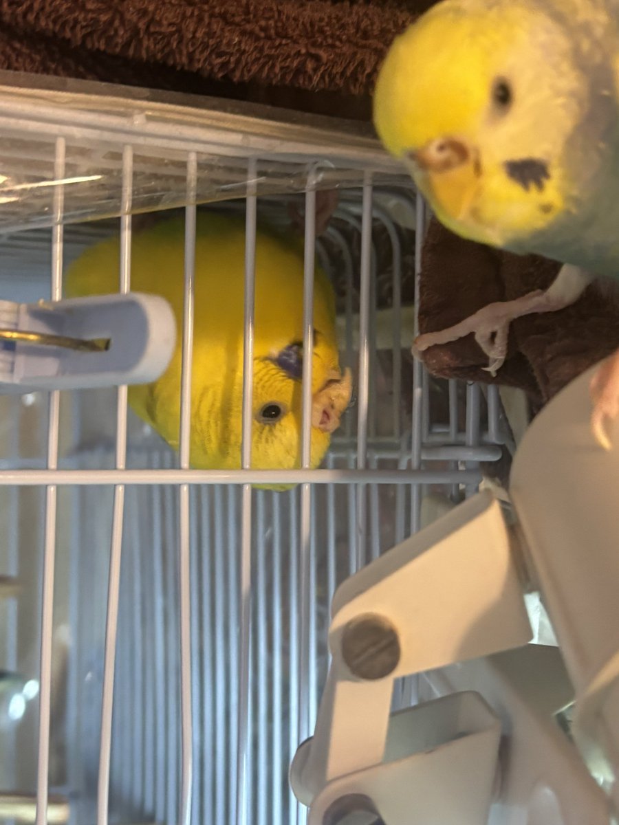 tomone_comic's tweet photo. うちのインコの集い https://t.co/XWH9ponDv2