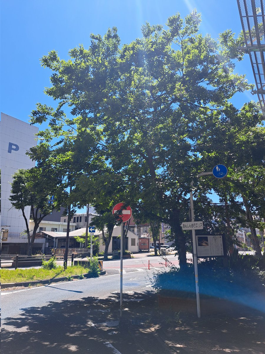 RockRyu141's tweet photo. 『楽市楽座の原点』
柳ケ瀬近くの織田信長ゆかりの橿森神社
境内には信長を祀る岐阜信長神社があり、神社前の大通りは信長が楽市・楽座を開いた場所との伝承が残る

慶長5年の岐阜城攻防戦で焼失、後方の山頂に岐阜城を守る砦があったことは意外と知られていません
ご存知でしたか？
#関ヶ原合戦 https://t.co/wulzEFJ6Ye