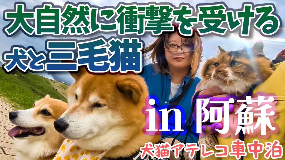 SteveFugudis's tweet photo. 先日の動画の続編～
阿蘇編を公開しました🫡
ディス子(inスリング)と初めて観光！
家猫なのに大丈夫なの？
そんな様子をご覧下さいませm(_ _)m https://t.co/ITjxOdoPVS
