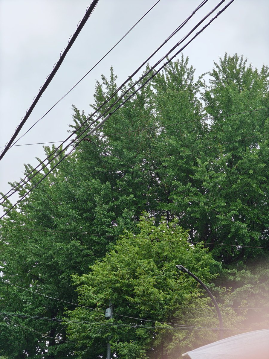 monmouthtea's tweet photo. 今日の鳩森さん7月2日木曜日☔
7月スタート
#敬神崇祖
#徳を積め
#世代交代
#柏井慶一音楽
#Spotify
#Applemusic
#YouTubemusic
#iTunesMusic
#サブスクでも聴けるよ
#柏井慶一で検索してね、 https://t.co/H4Os34ilwU