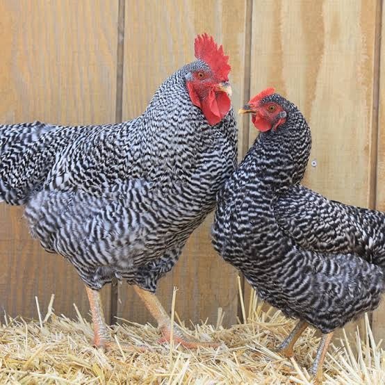 ibrahim_ariko's tweet photo. Iconic chicken https://t.co/Ksno5b2Lv7