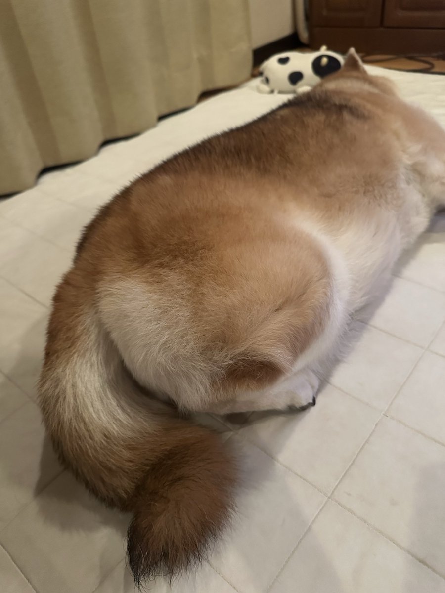 saillin29's tweet photo. 足のたたみ方が特殊過ぎる柴犬

#柴犬 #柴犬のいる暮らし #shibainu https://t.co/2tdhVg7WeA