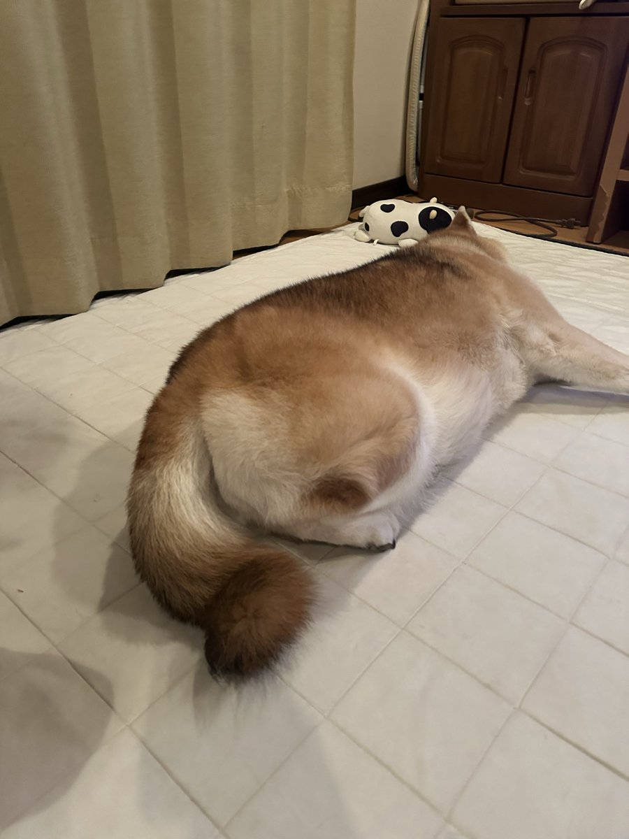 saillin29's tweet photo. 足のたたみ方が特殊過ぎる柴犬

#柴犬 #柴犬のいる暮らし #shibainu https://t.co/2tdhVg7WeA